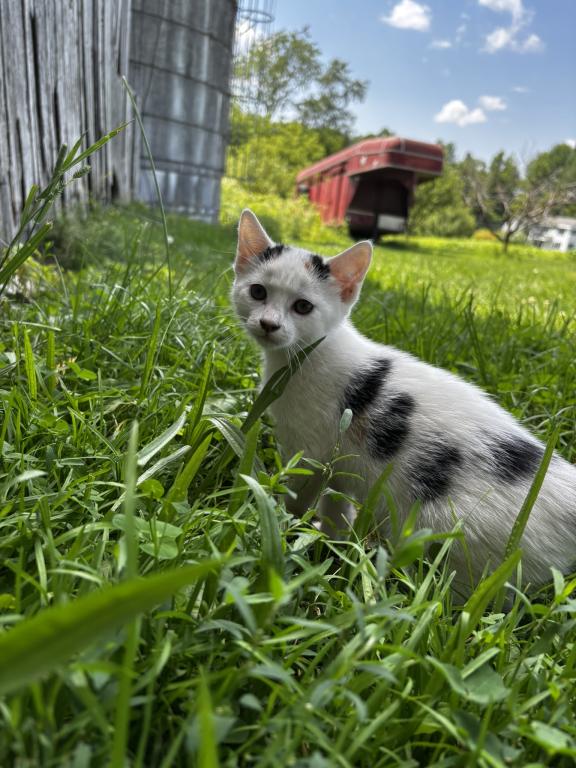 Kitty photo 1