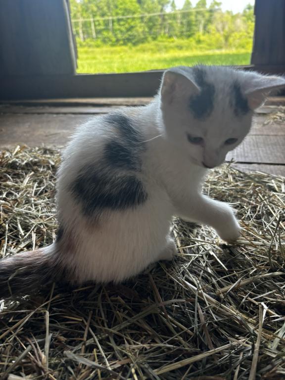 Kitty photo 3