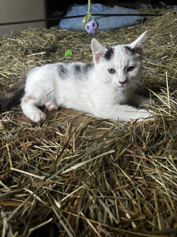 Kitty photo 2