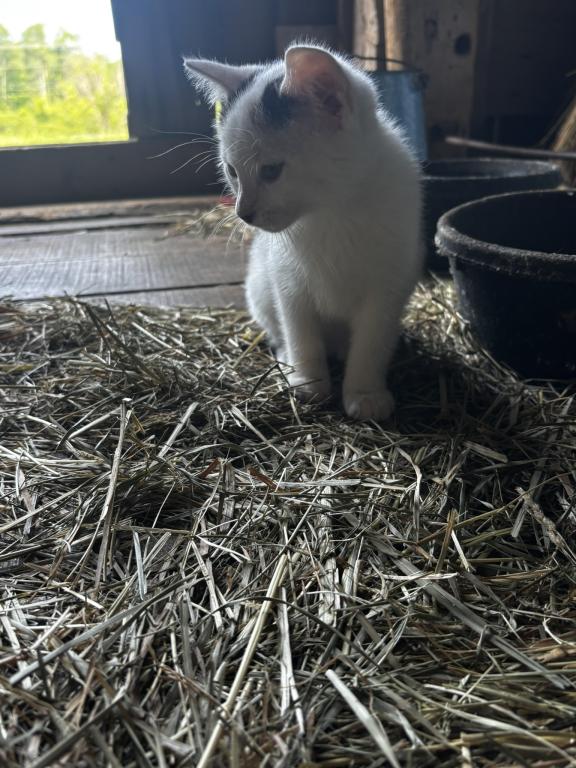 Kitty photo 5