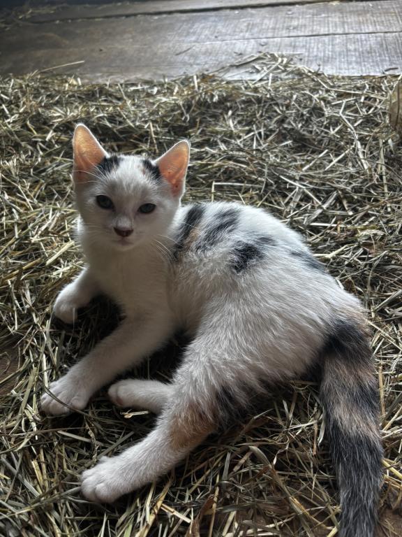 Kitty photo 4