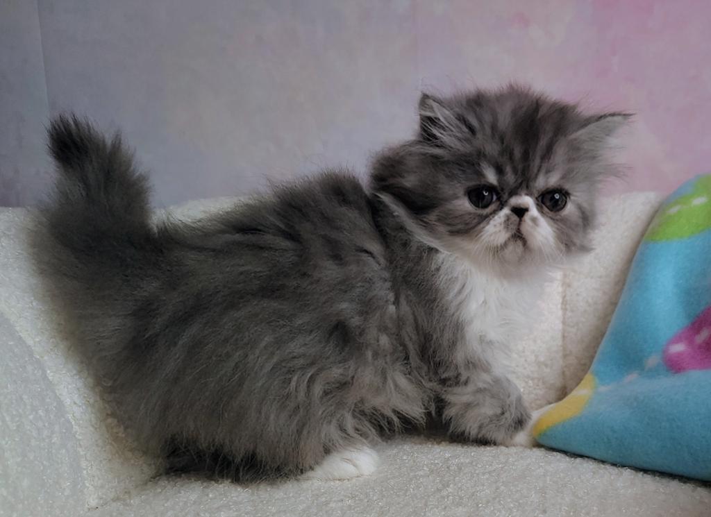 Persian Male Bicolor photo 1