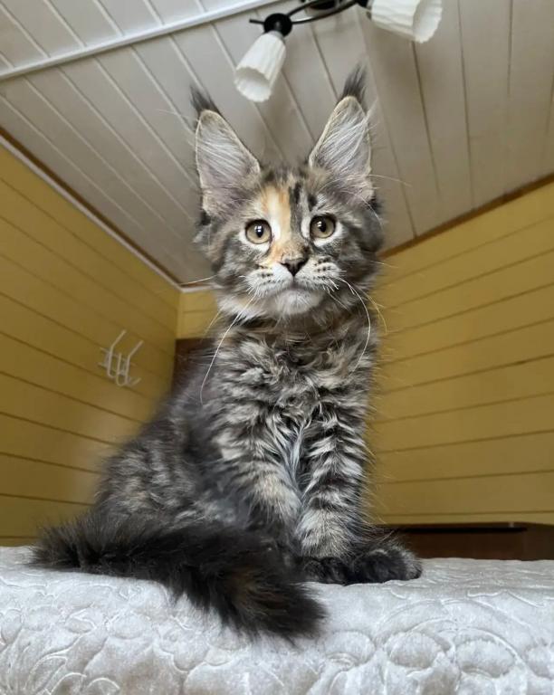 Polydactyl Maine Coon photo 2