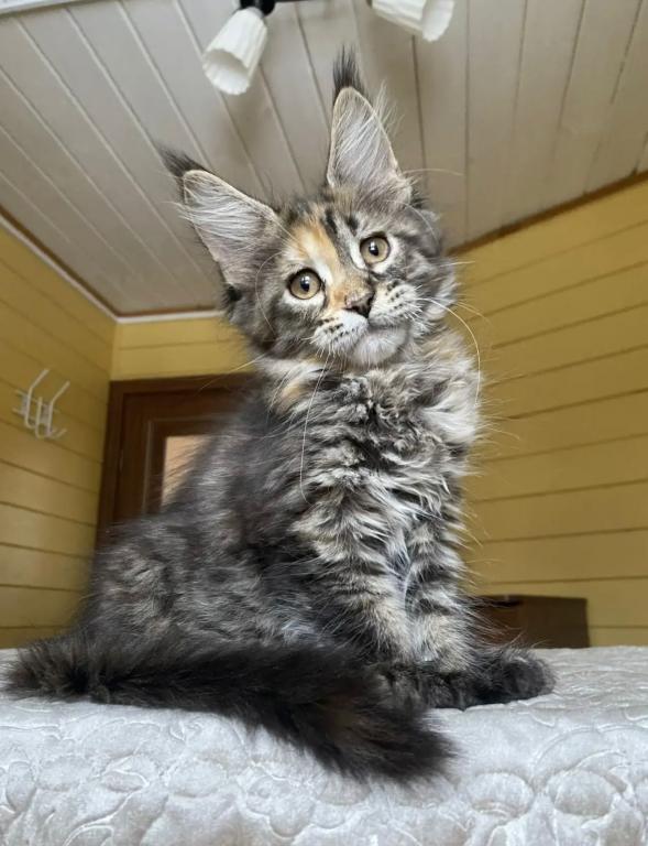 Polydactyl Maine Coon photo 1
