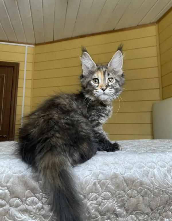 Polydactyl Maine Coon photo 4