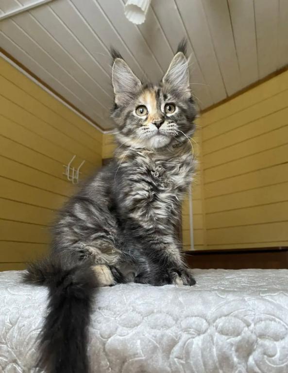 Polydactyl Maine Coon photo 3