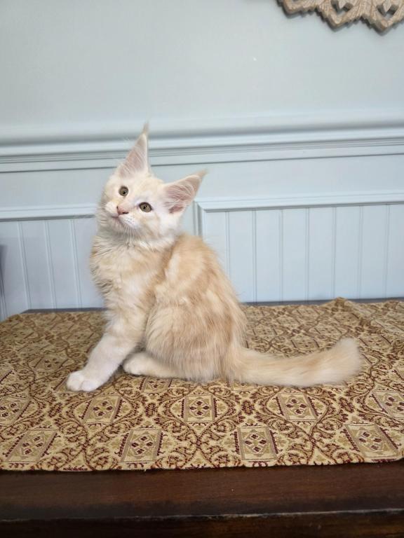 Caviar photo 5