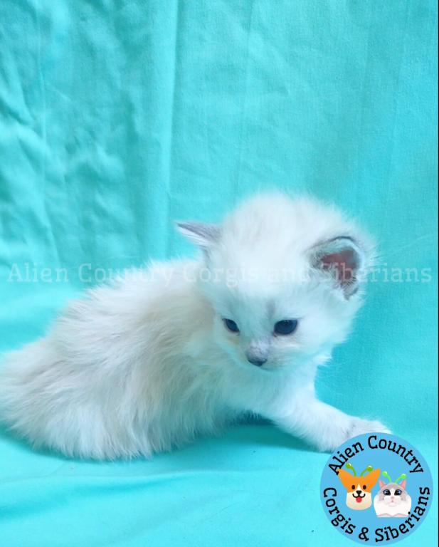 Glameow photo 2