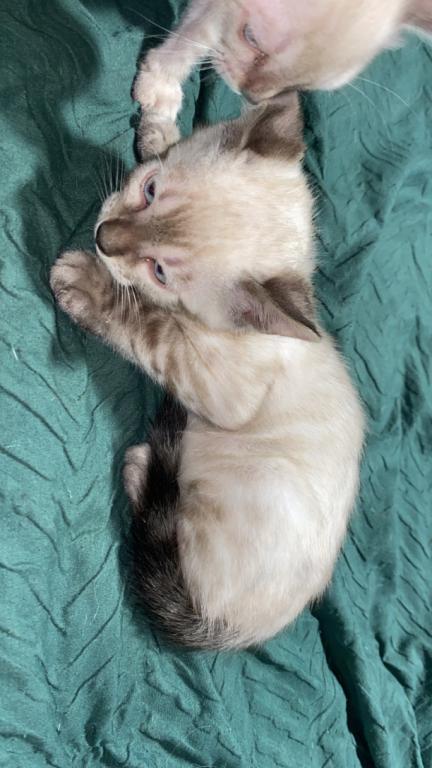 Snow Lynx Bengal photo 2
