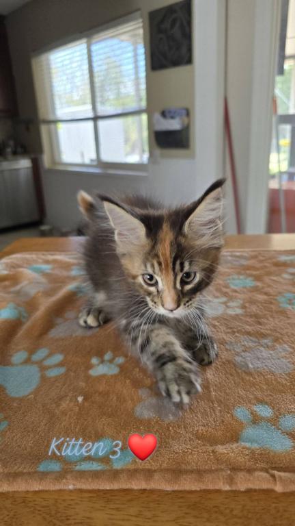 Leka's Litter photo 2