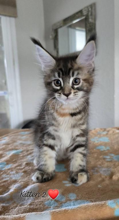 Leka's Litter photo 4