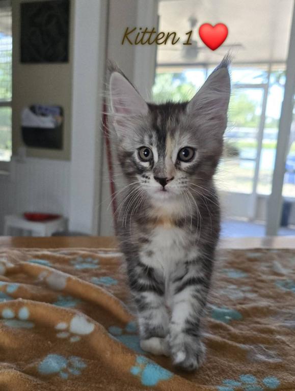 Leka's Litter photo 1