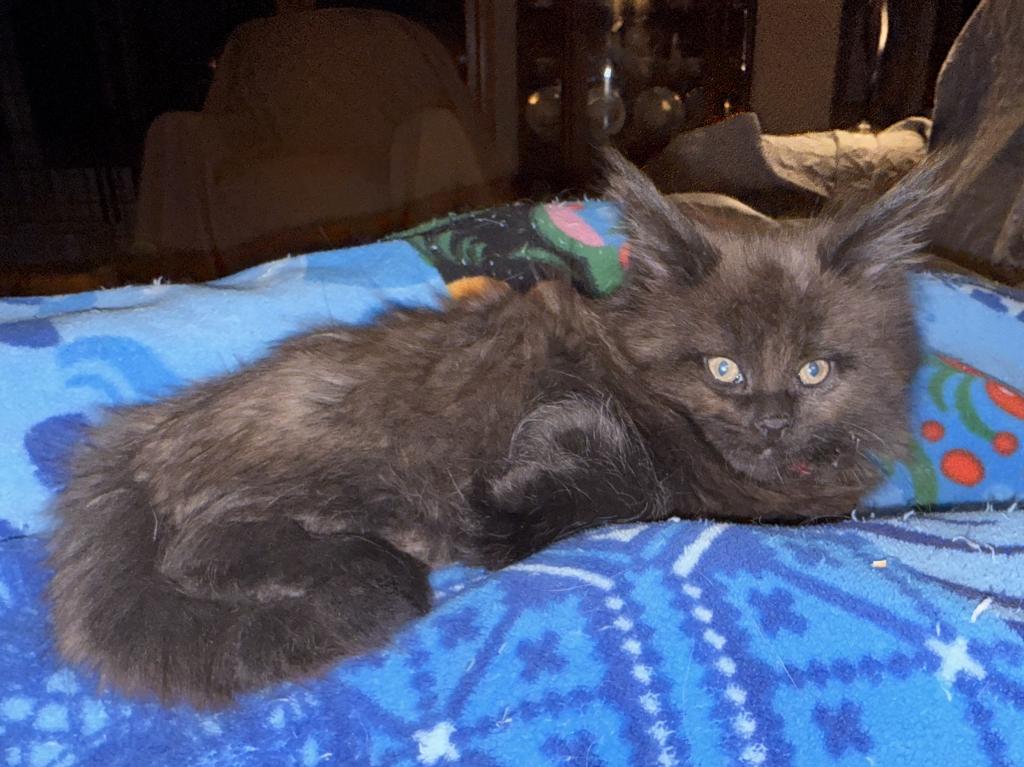 Black Maine Coon Boy photo 1