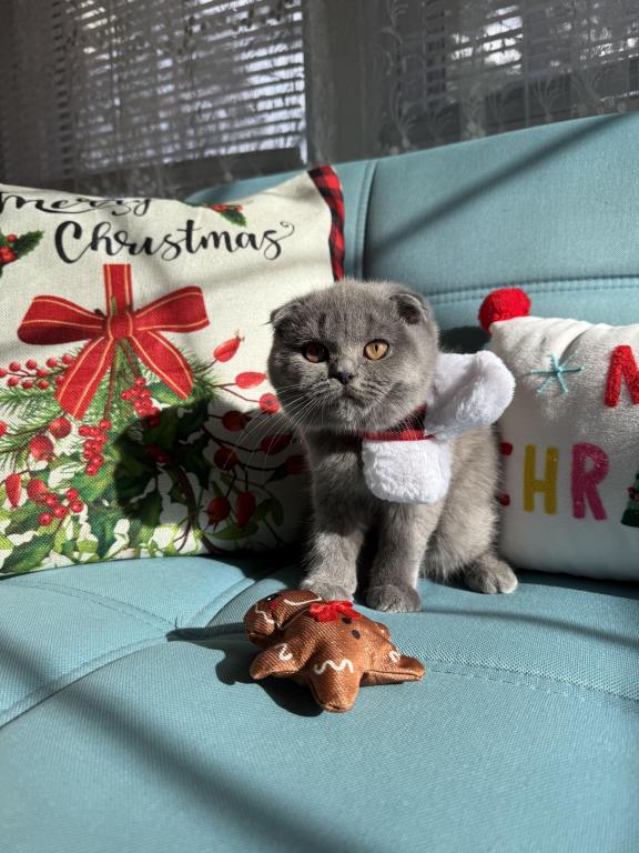 Scottish Kitty photo 2