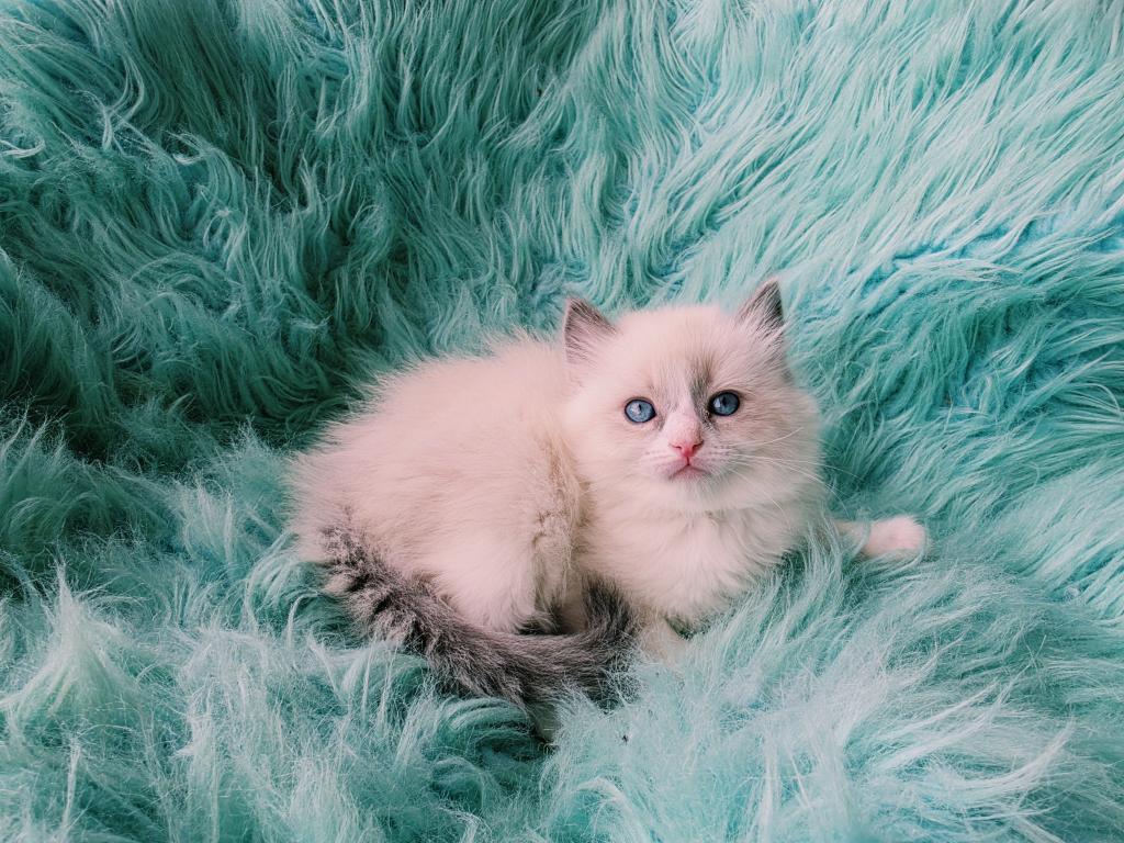 Rocky Male Ragdoll photo 2