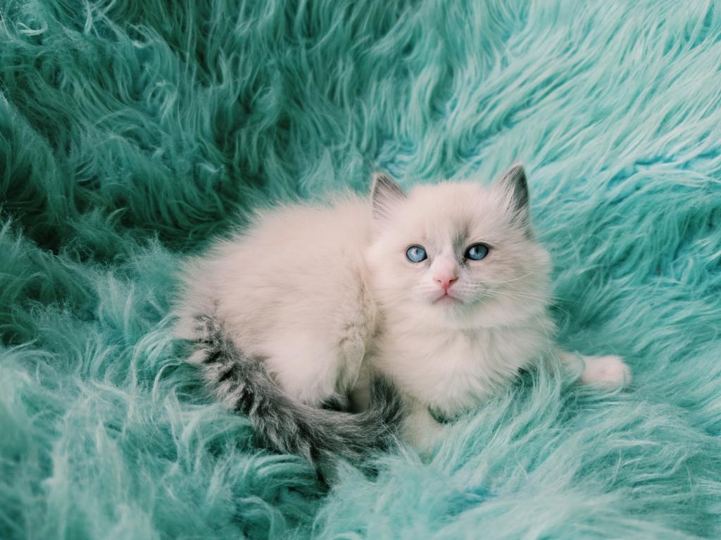 Rocky Male Ragdoll photo 1