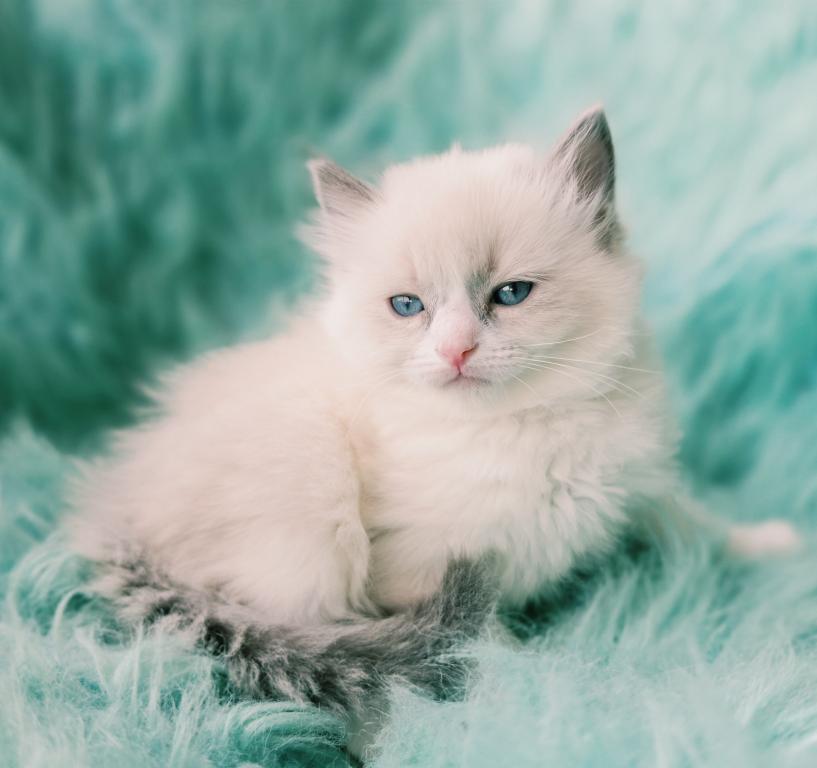 Rocky Male Ragdoll photo 3