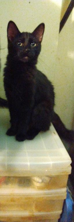 BLACK BEAUTY photo 2