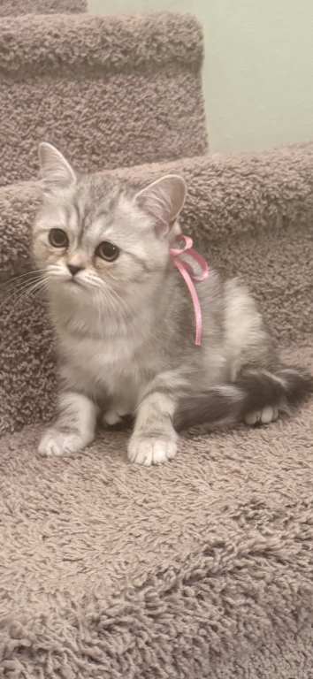 Scottish Straight Kittens photo 1