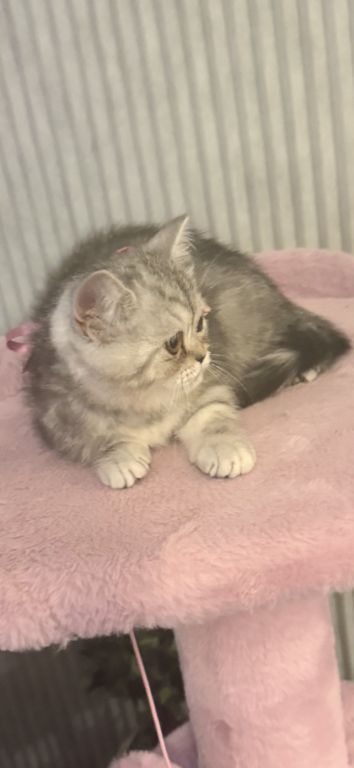 Scottish Straight Kittens photo 2
