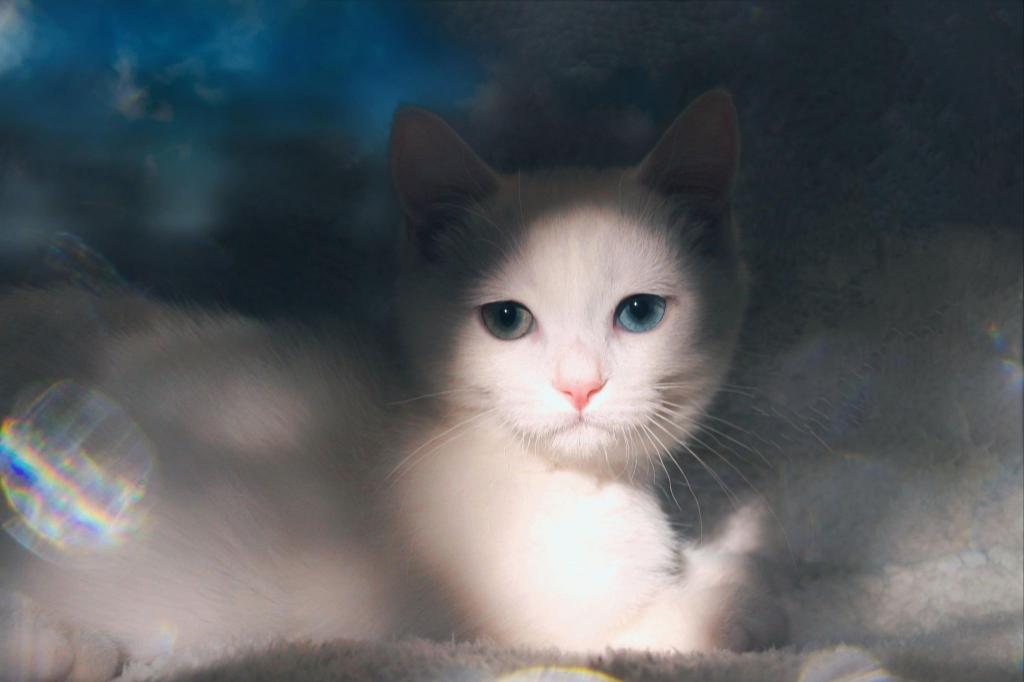 Odd Eyed And Dominent Blue Eyed English Muffins photo 7