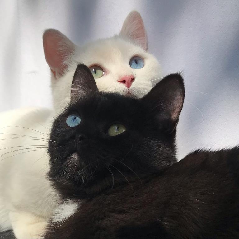 Odd Eyed And Dominent Blue Eyed English Muffins photo 8
