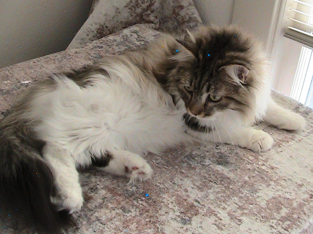 Riley Siberian photo 17