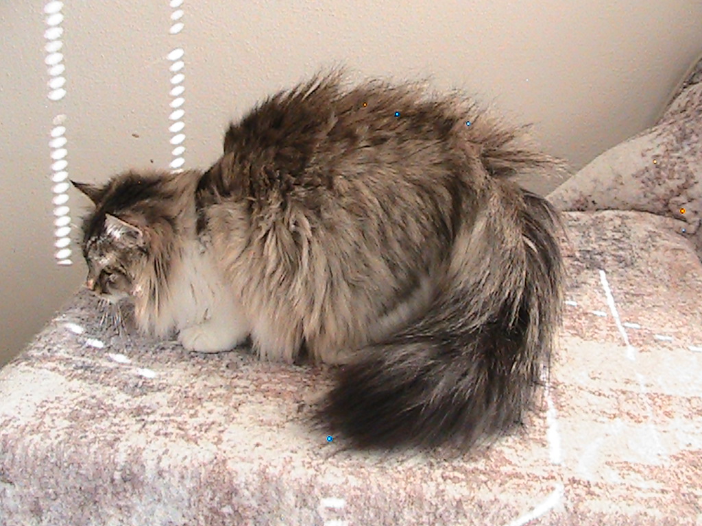 Riley Siberian photo 16