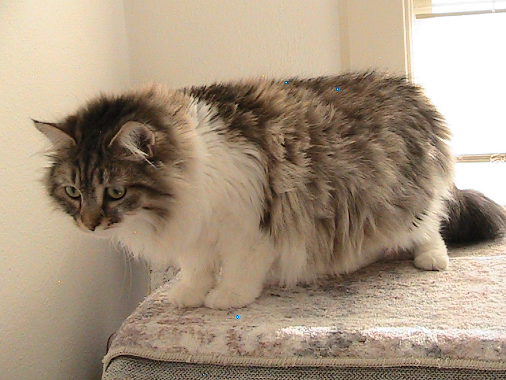 Riley Siberian photo 5
