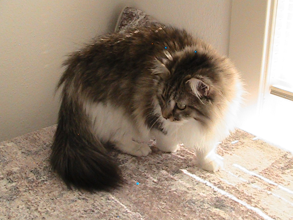 Riley Siberian photo 4