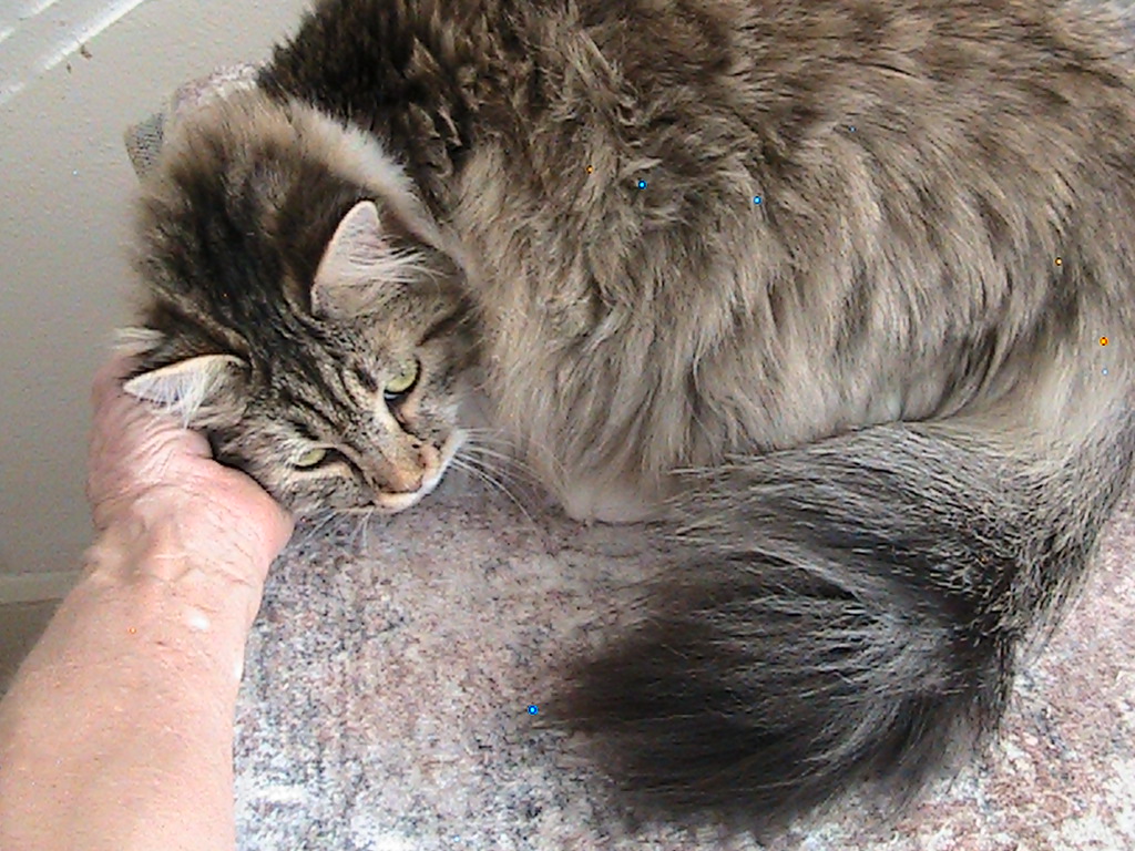 Riley Siberian photo 14