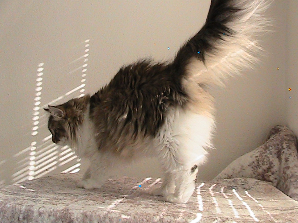 Riley Siberian photo 3