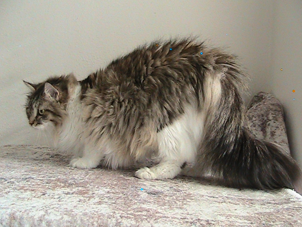 Riley Siberian photo 10
