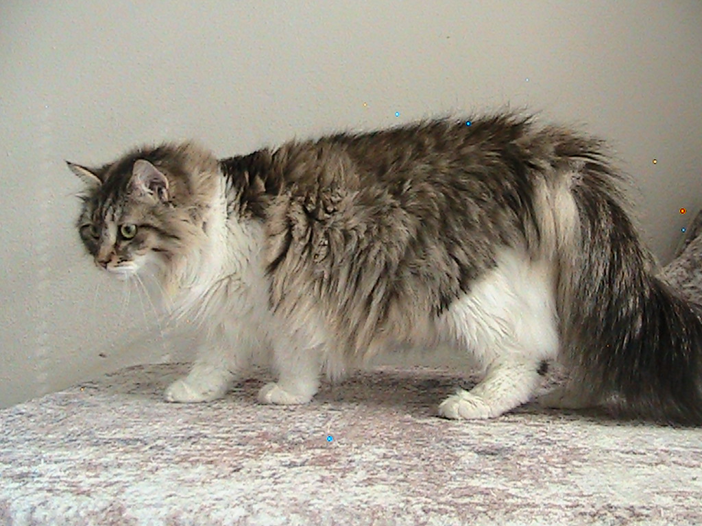Riley Siberian photo 9