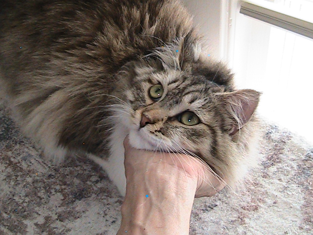 Riley Siberian photo 12
