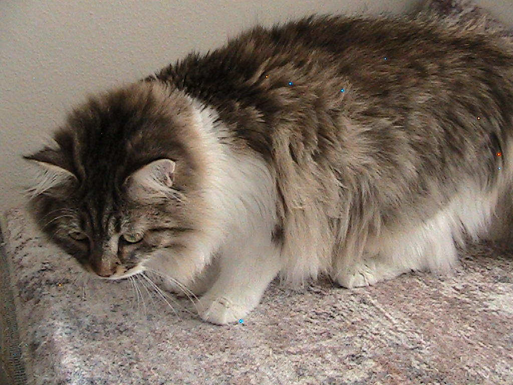 Riley Siberian photo 8