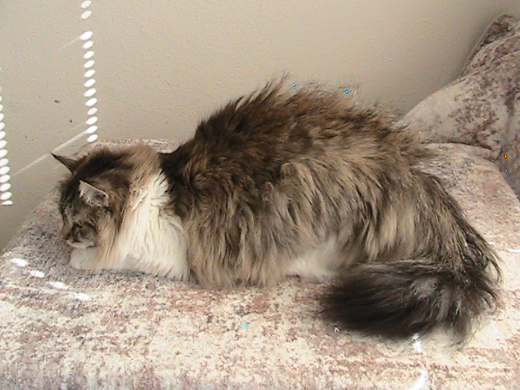 Riley Siberian photo 18