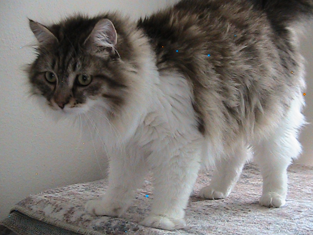 Riley Siberian photo 7