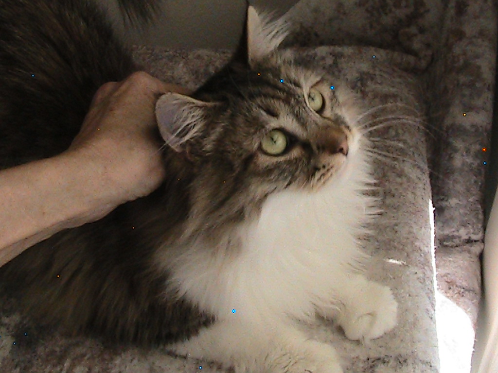 Riley Siberian photo 2