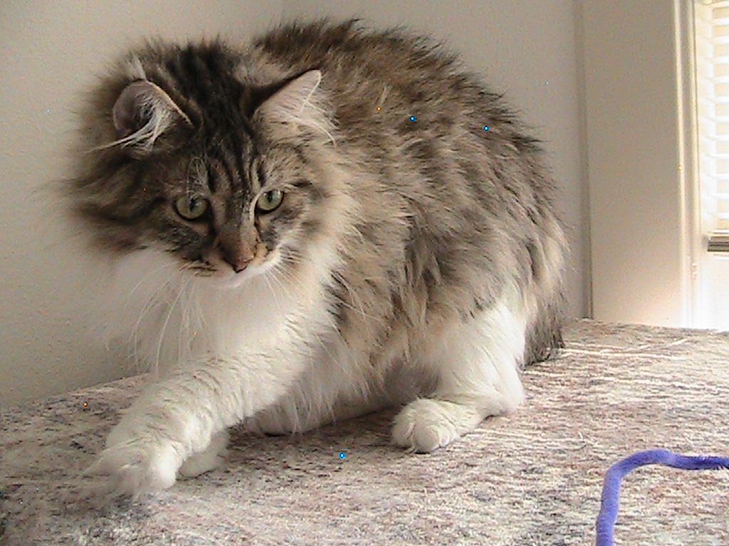 Riley Siberian photo 6