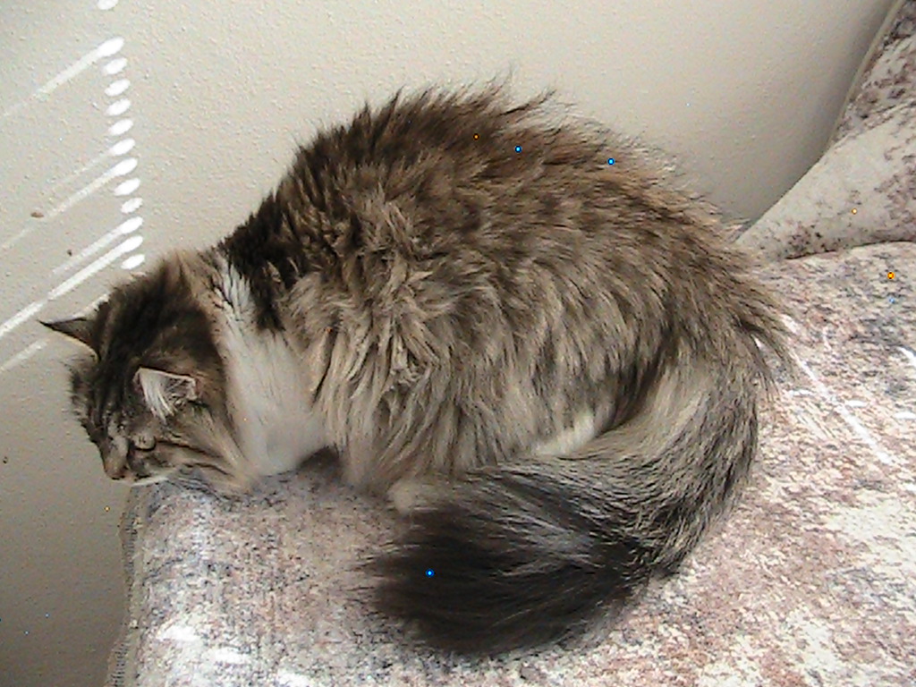 Riley Siberian photo 13