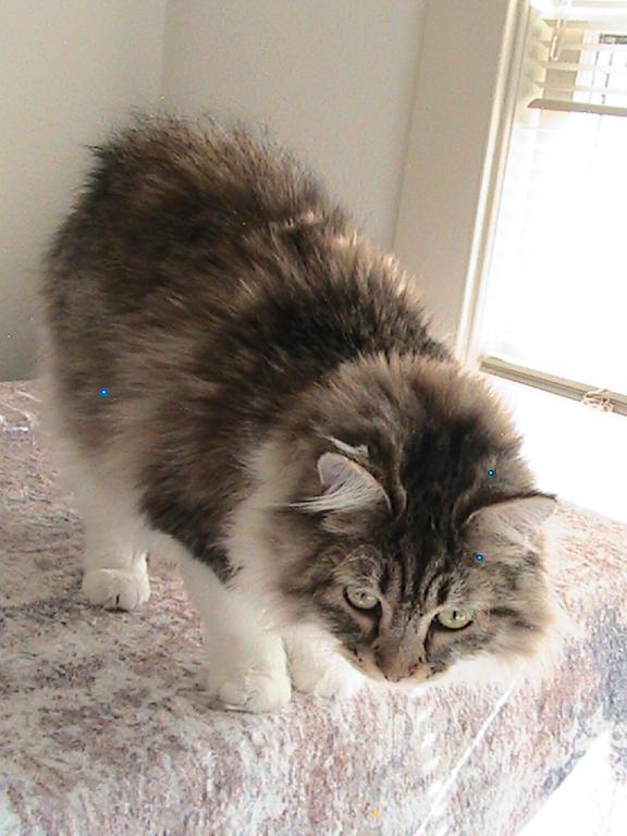 Riley Siberian photo 15
