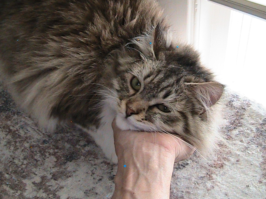 Riley Siberian photo 11