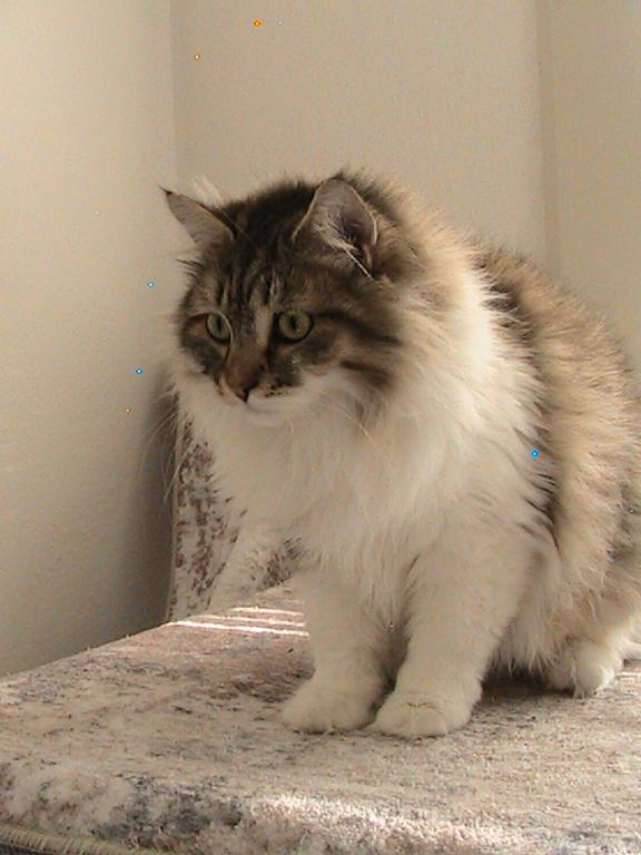 Riley Siberian photo 1