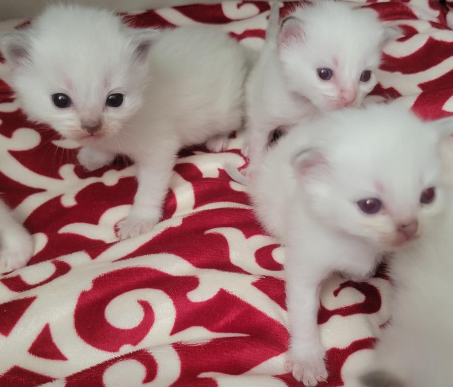 Christmas Babies photo 3