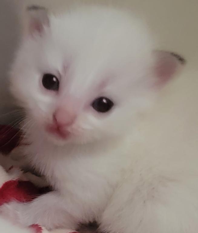 Christmas Babies photo 1