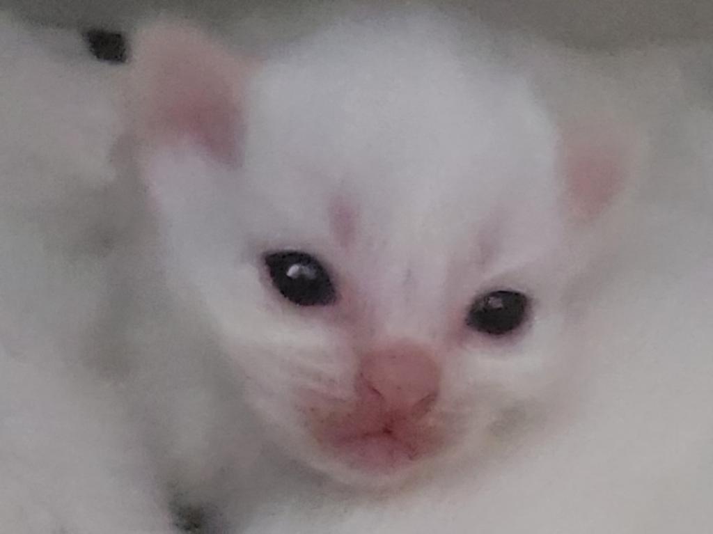 Christmas Babies photo 2