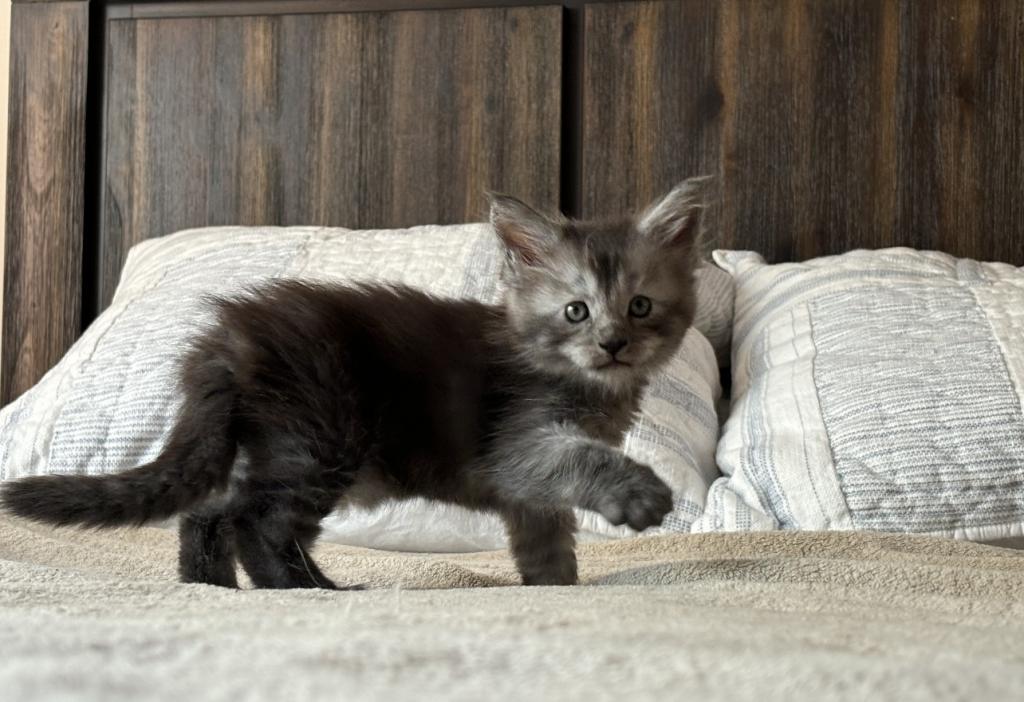 Very Nice Gentle Kittens photo 3