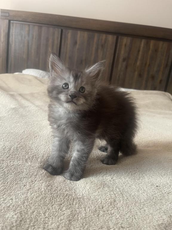Very Nice Gentle Kittens photo 2