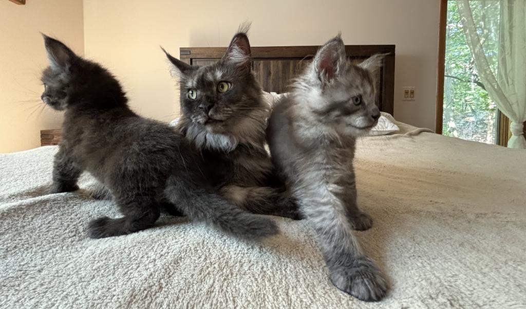 Very Nice Gentle Kittens photo 1